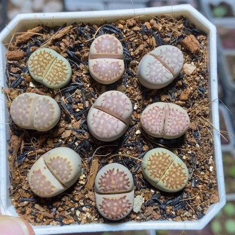 优选漂亮彩饼干特价