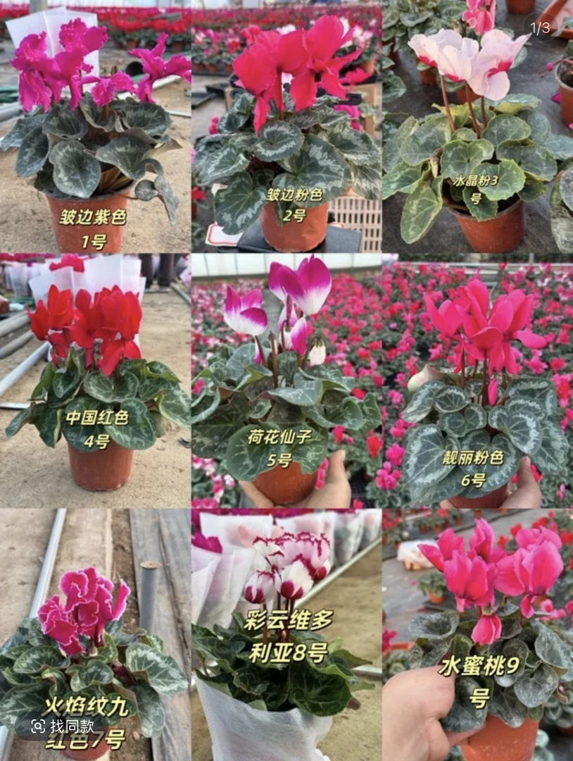 仙客来四颗，直播间一物一拍（换盆不售后）