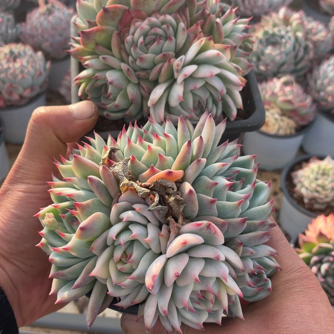 绍****司淘多肉吉娃娃两个