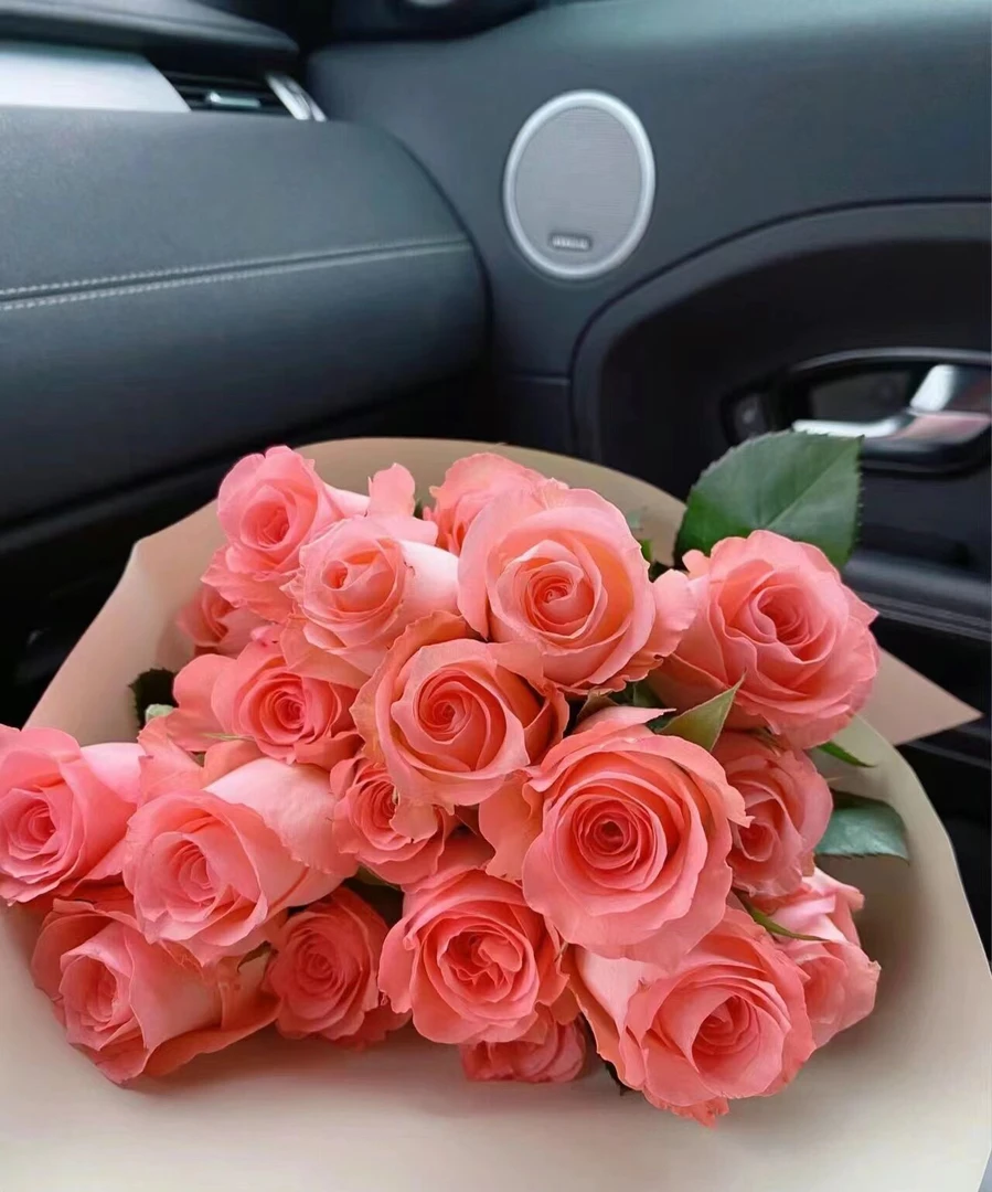 戴安娜粉玫瑰 云南鲜花基地直供