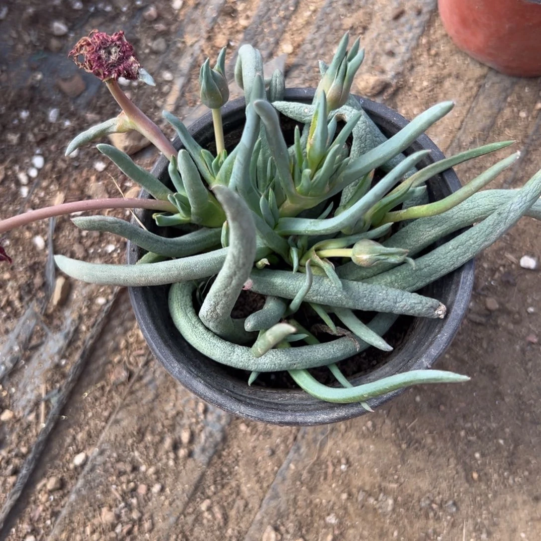 多肉植物多肉植物