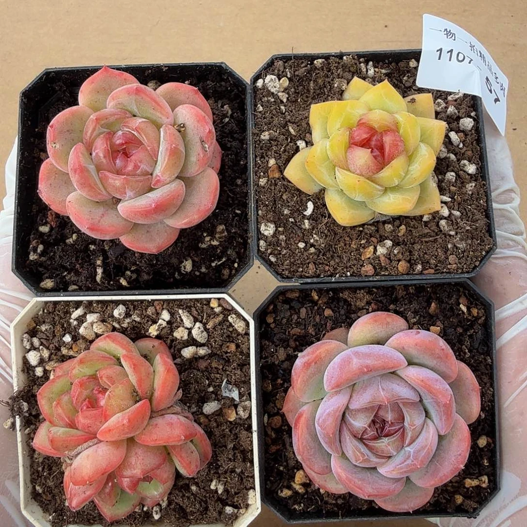 1107-57单颗多肉一物一拍