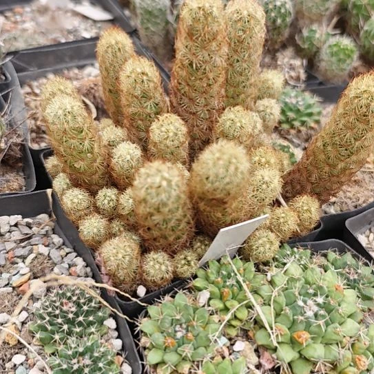 实生，金色刺，带盆带土发货