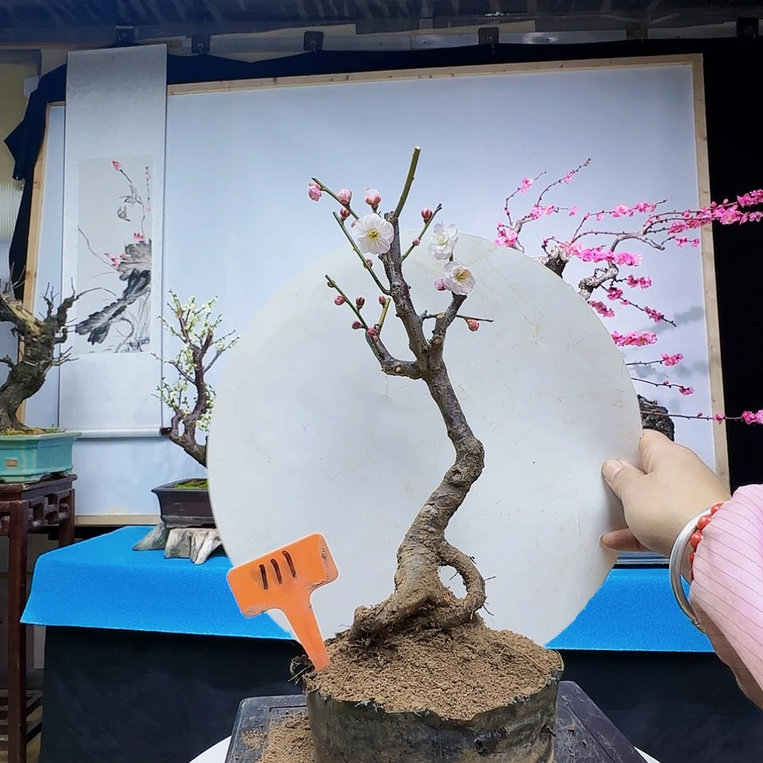 红陶富**浙g h j k k