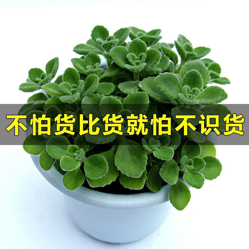 碰碰香盆栽绿植一抹香驱蚊净化空气室内好养易活盆栽桌面绿植办公