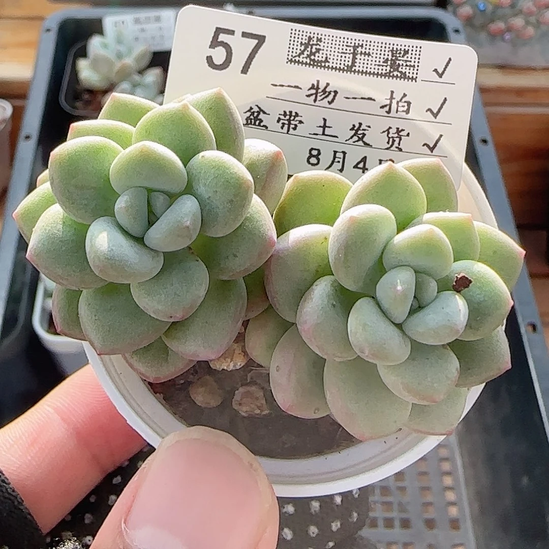 多肉0804-57泡泡糖