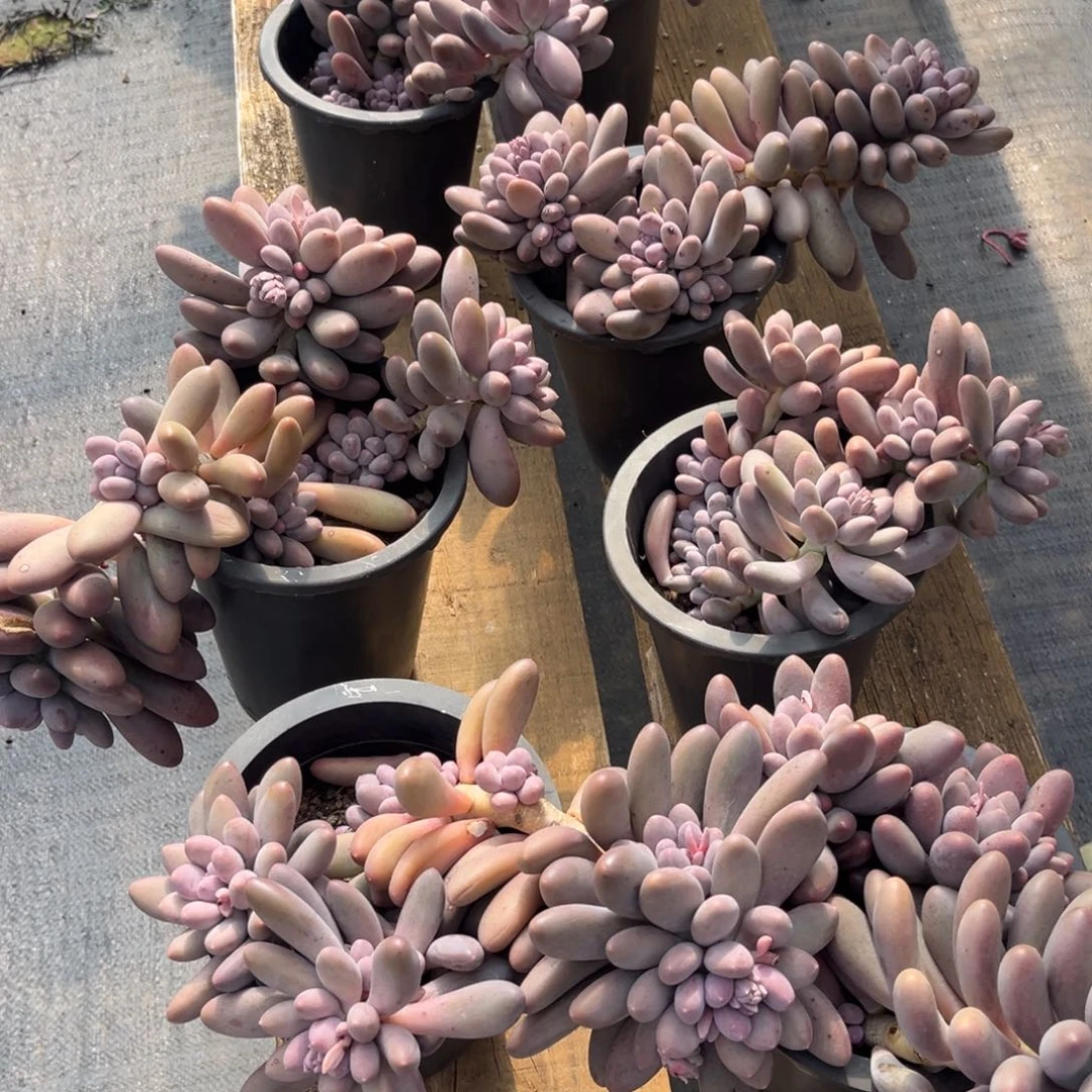 小雨多肉一物一拍汤圆