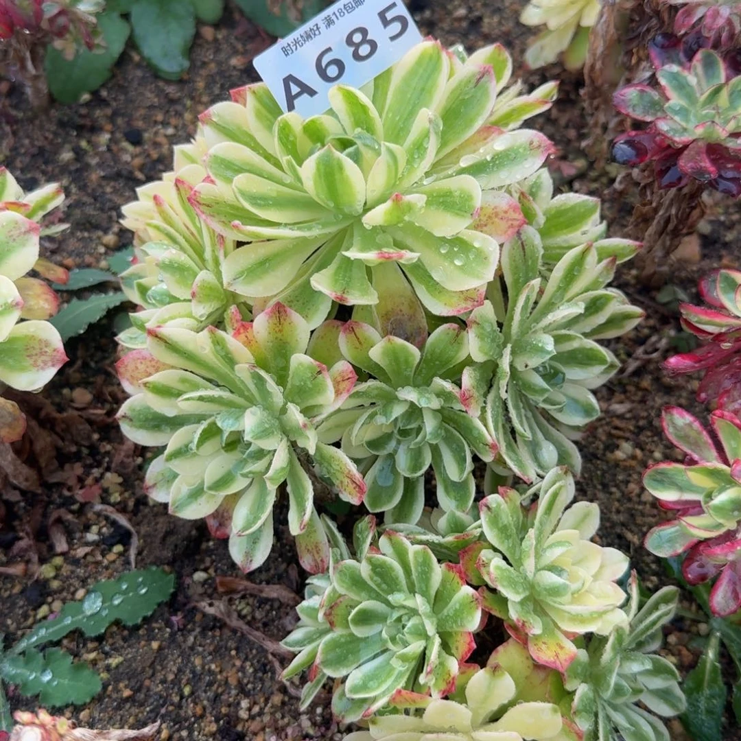 685伊丽莎白。多肉植物