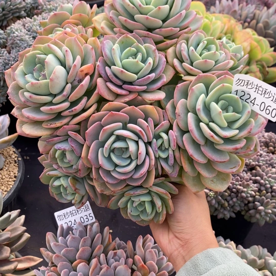 两单包邮1224-60白月光