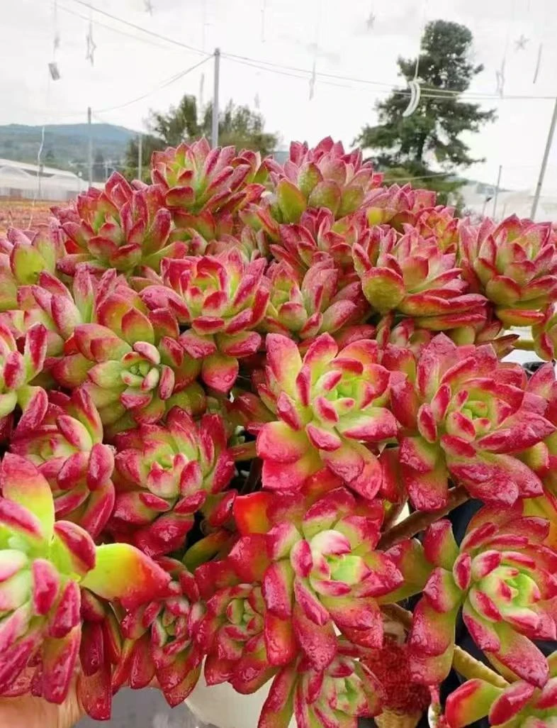 X 红稚莲（沙漠玫瑰）多肉绿植 阳台绿植 上盆好养 云南基地发货