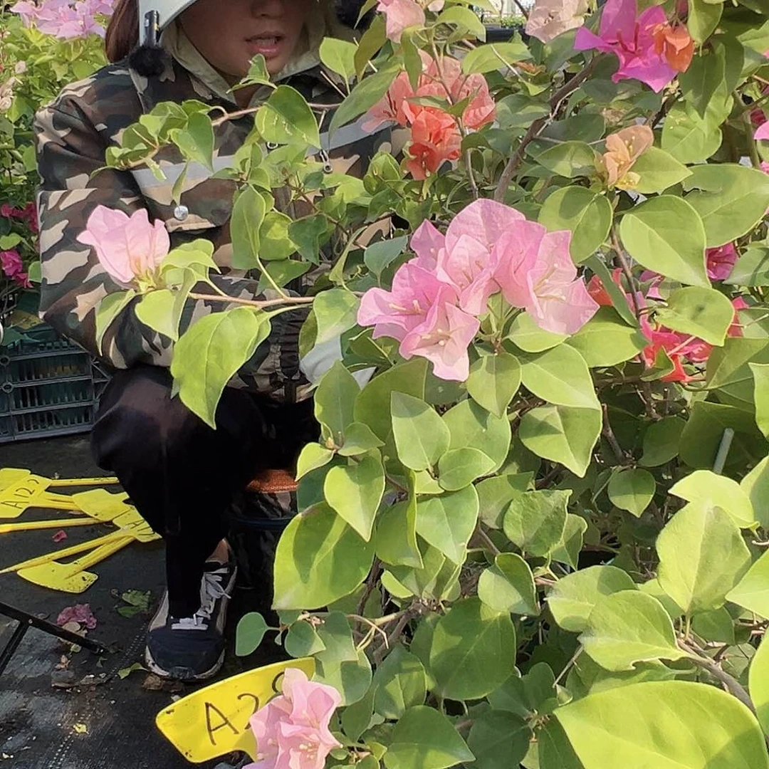 当前无花栽培后可以开花A28随机一颗