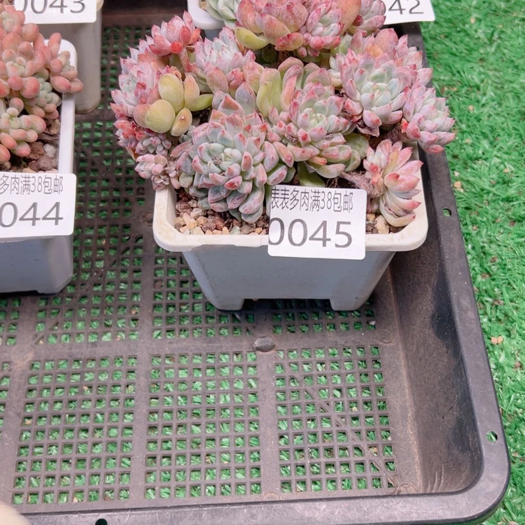 多肉一物一拍植物0045