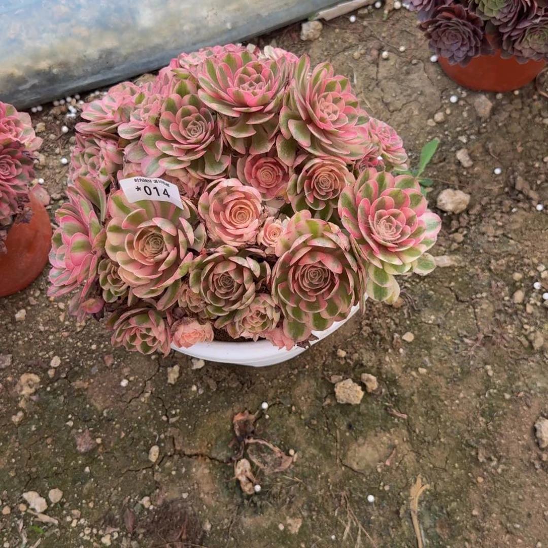 014荔枝到秋天。多肉植物