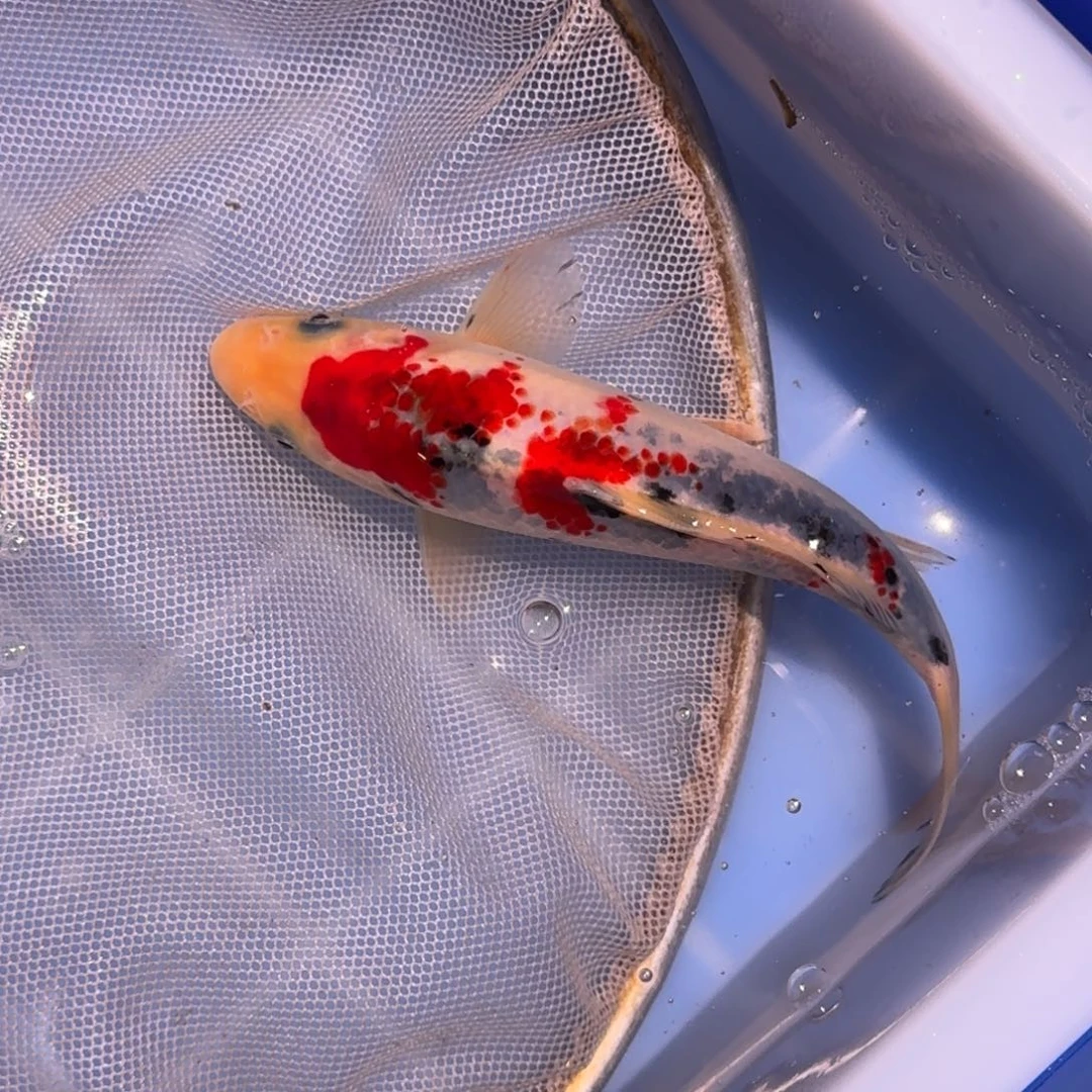 锦鲤精品锦鲤大放漏