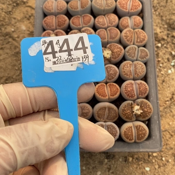 联***）生石花等植物的生长444