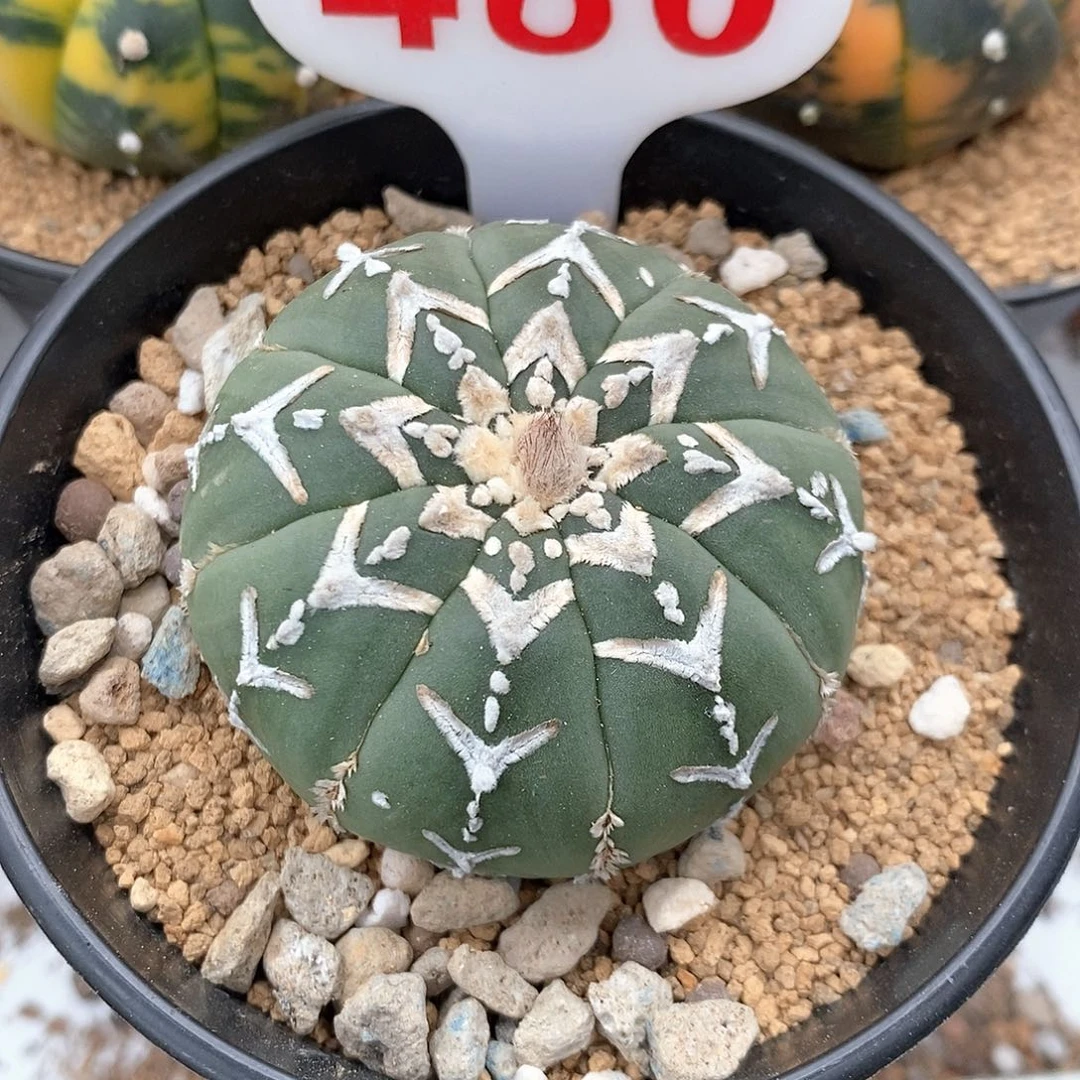 海***.480V兜系列产品