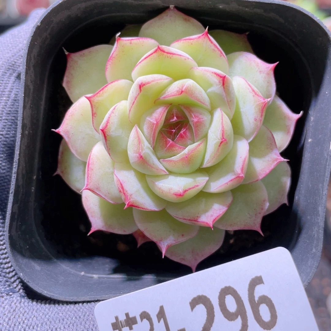 花利美31-296女王