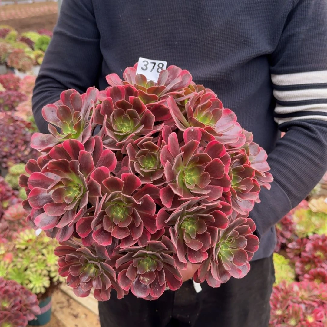 378凤冠多肉植物