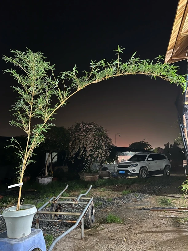 【直播间一物一拍】室内外高飘，内门竹 红观音竹，红寒竹，紫寒竹