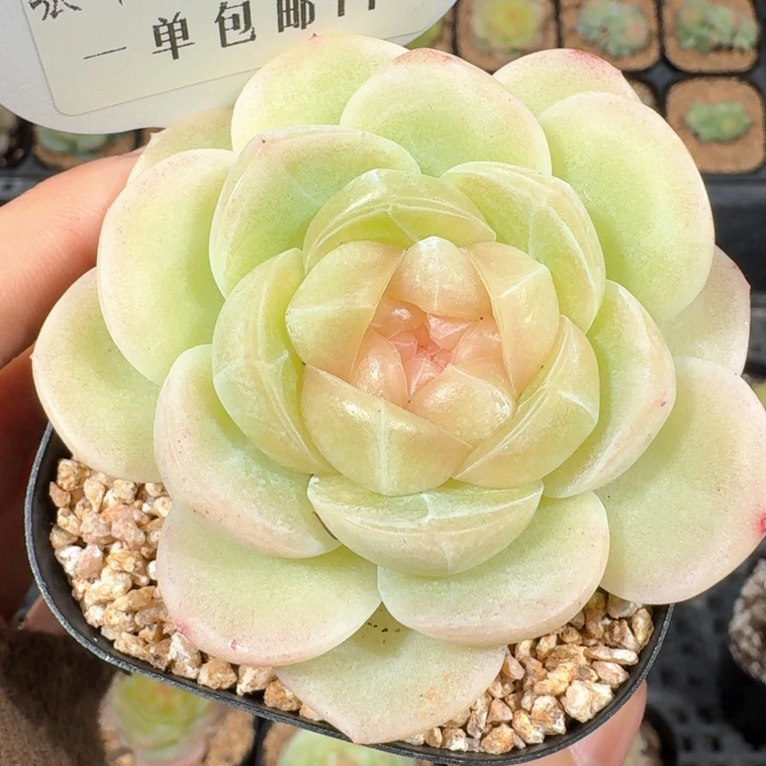 0318-11-望舒单头一颗