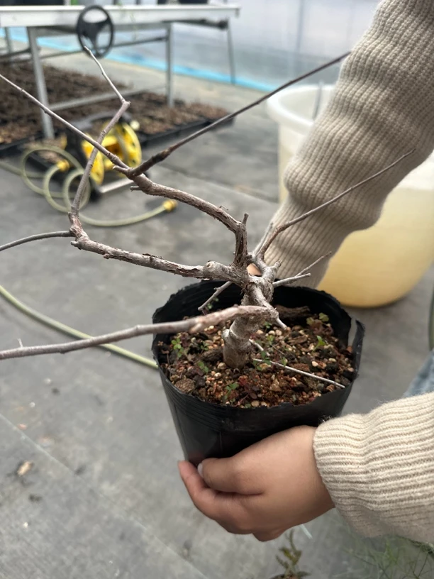 奥比克橄榄 多肉植物
