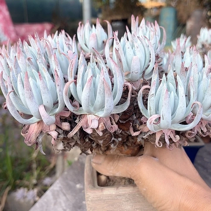 仙女杯多肉植物提取