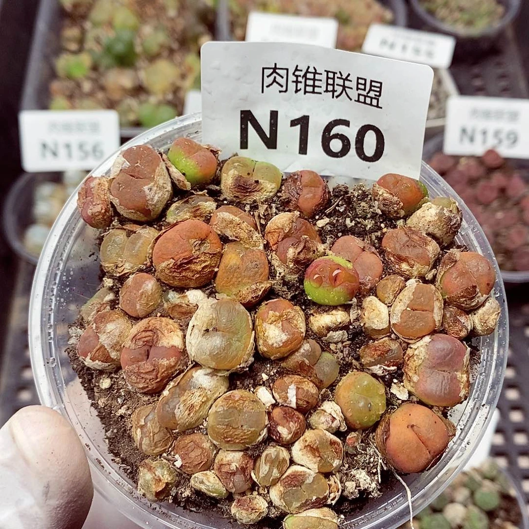 L***3160荒混姐姐家健健康康快快快