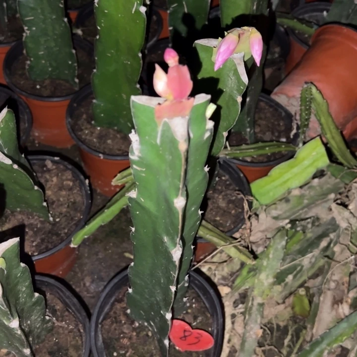 岁***好当前无花栽培后可以开花086  83