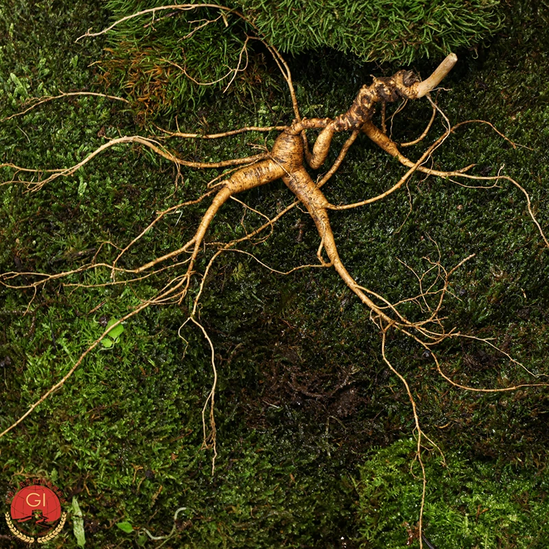 【拍】D直播间竞拍野山参专用链接