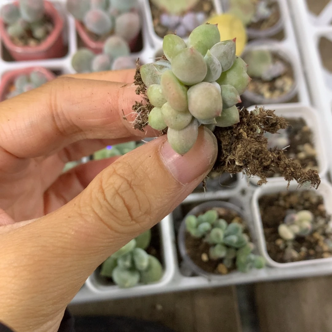 哥特萝莉哥特萝莉