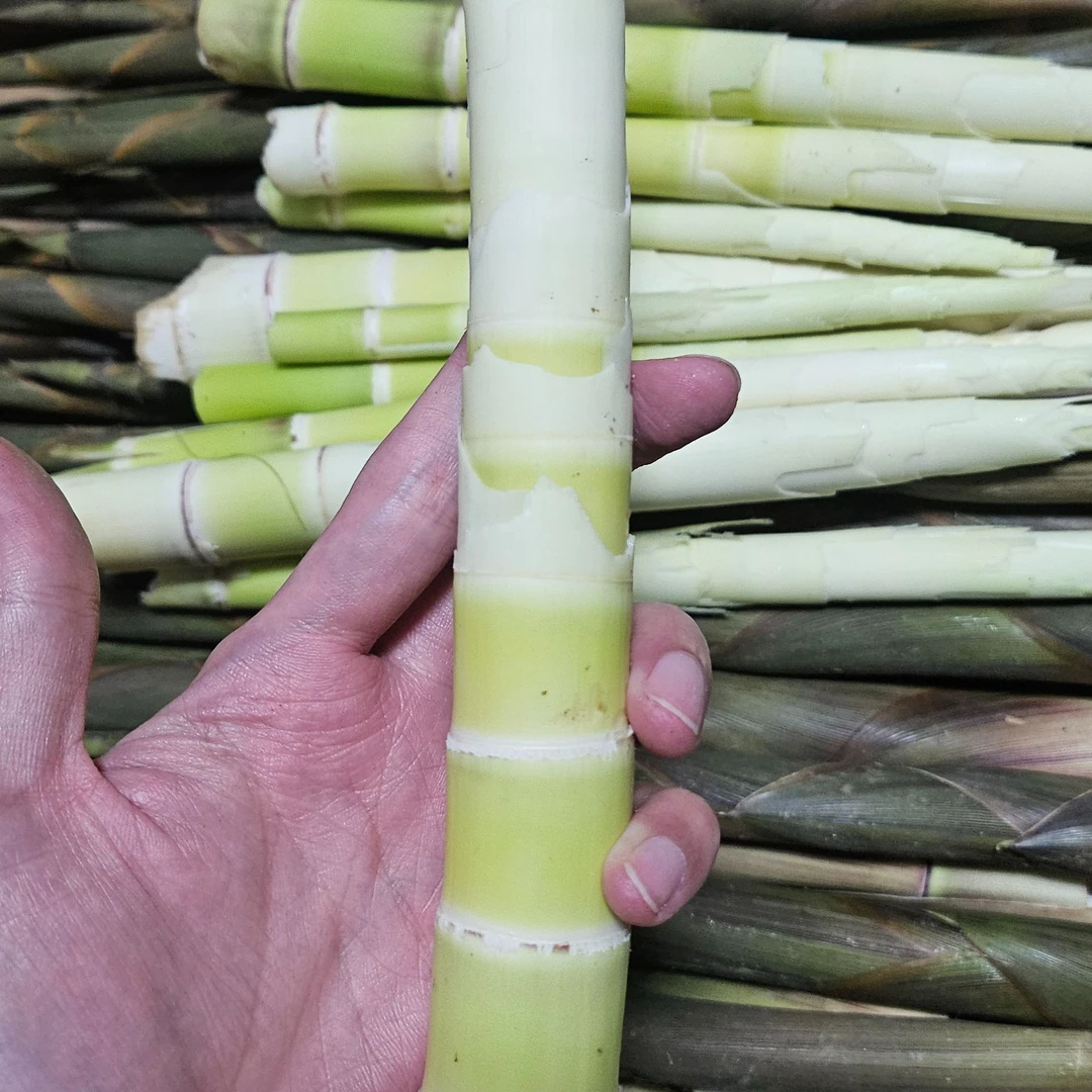 罗溪农村春季小竹笋