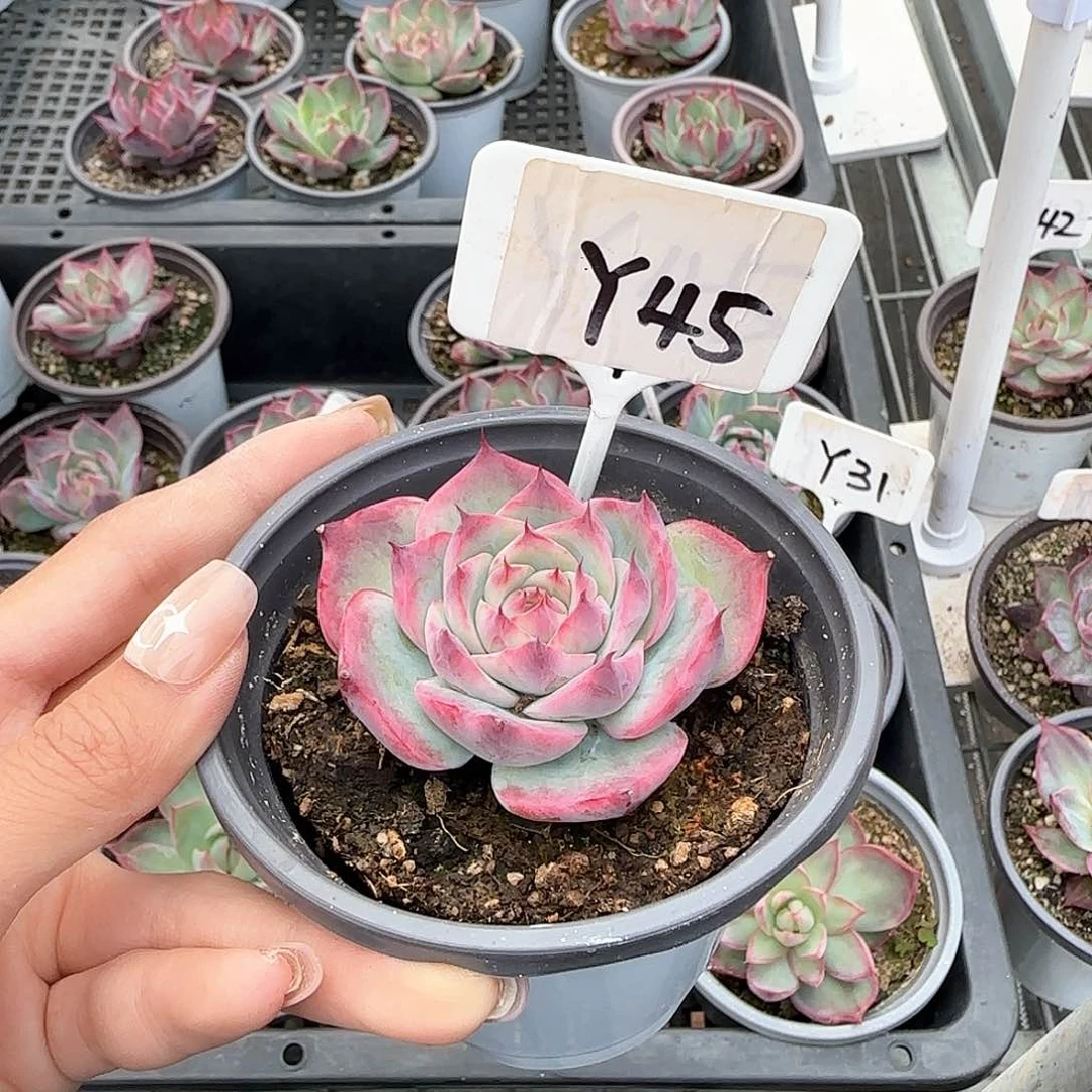 熊***毛惊鸿仙子Y45