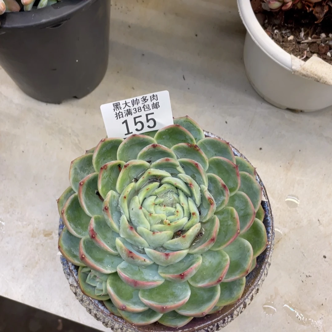 黑大帅多肉155粉水晶