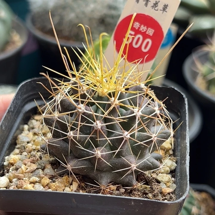 实生金勾刺球一棵仙人球