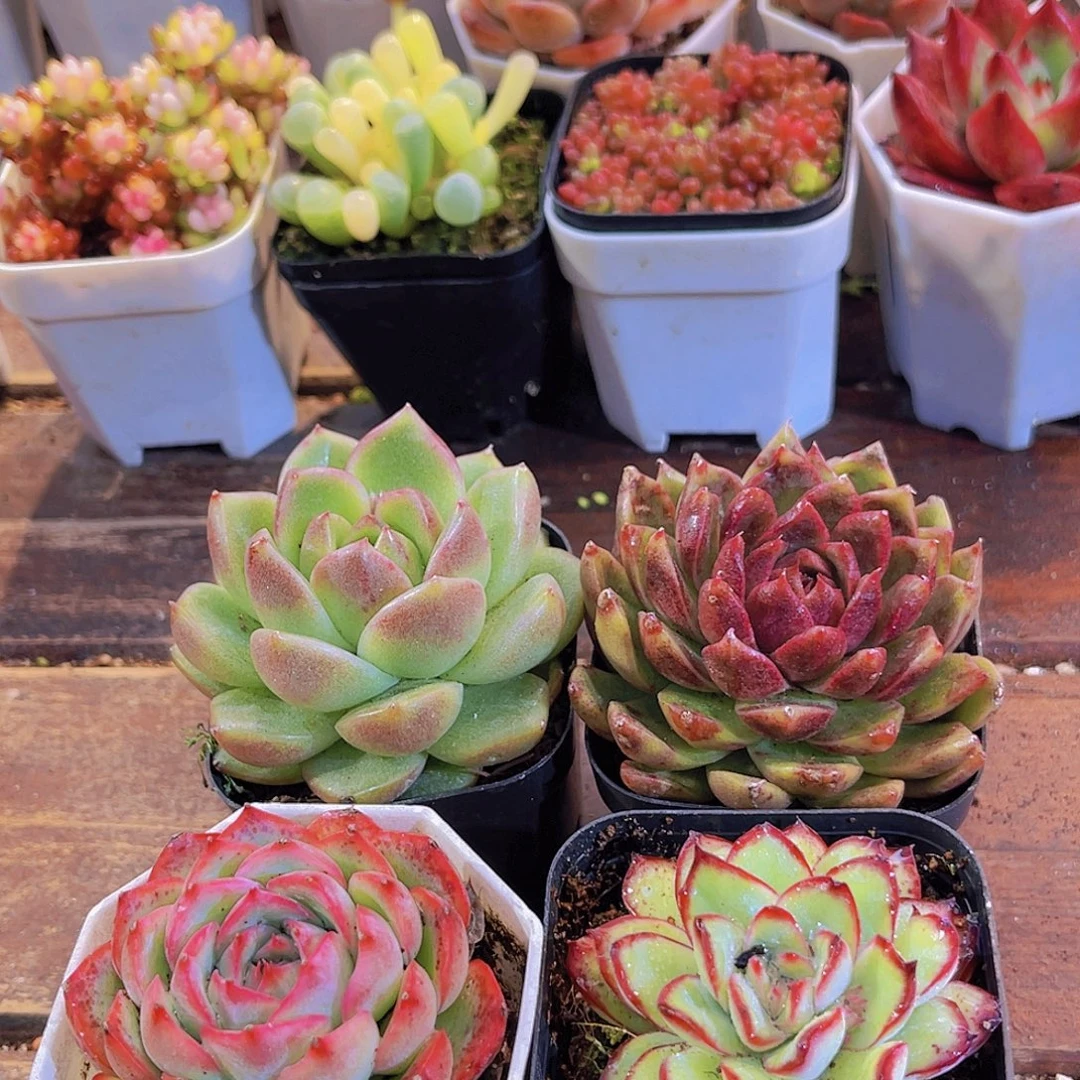 4盆玫瑰套餐带盆土福利