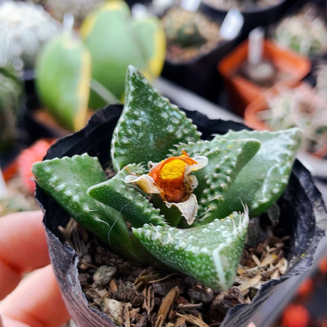 怒涛非偏远地区满25包邮仙人球