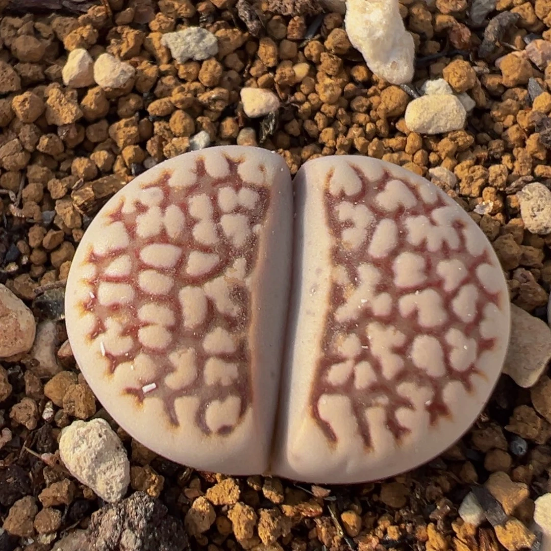 95多肉植物百科植物