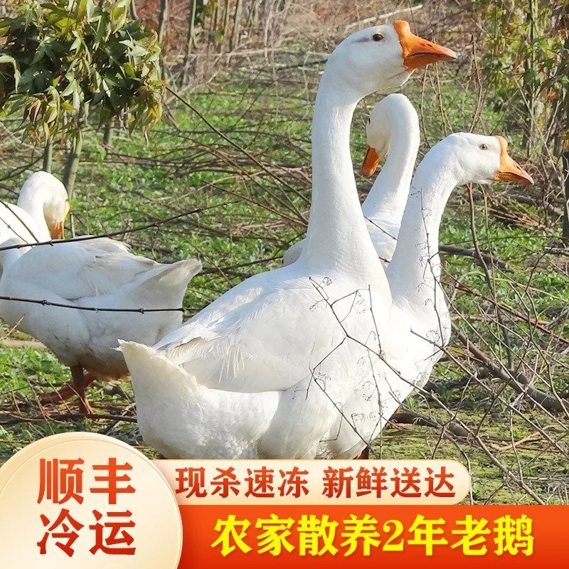 【买一送一两只净重12-13斤】农家散养大白鹅土鹅杀完带心肝