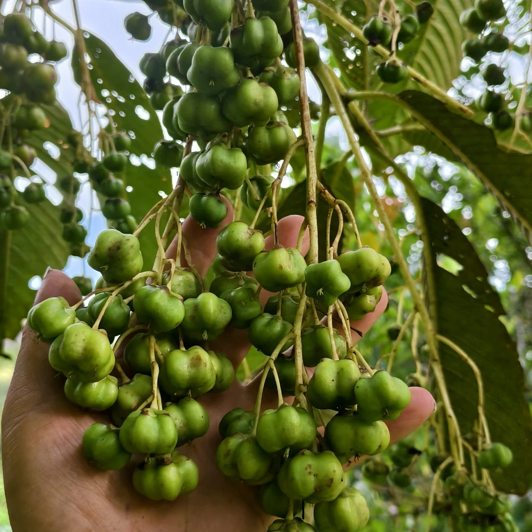 云南新鲜蜜心果，美味香甜爽口！