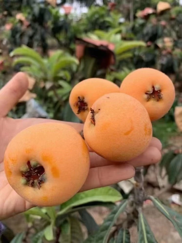 新鲜孕妇水果四川宜宾大五星枇杷琵琶鲜果皮薄多汁自然成熟现摘