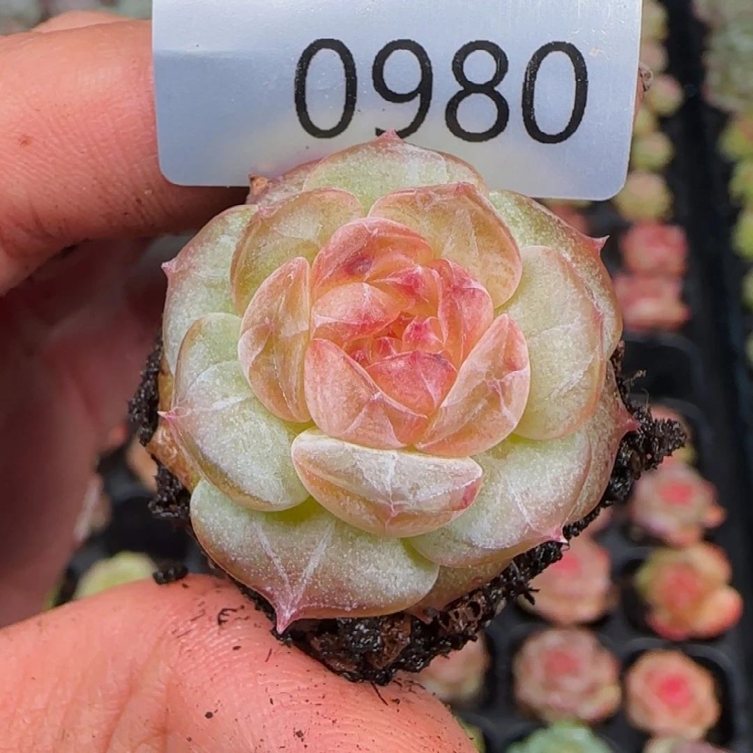 新品珍妮糖芯980号