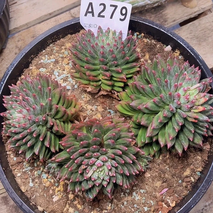 碧***天不去看就行我还能279