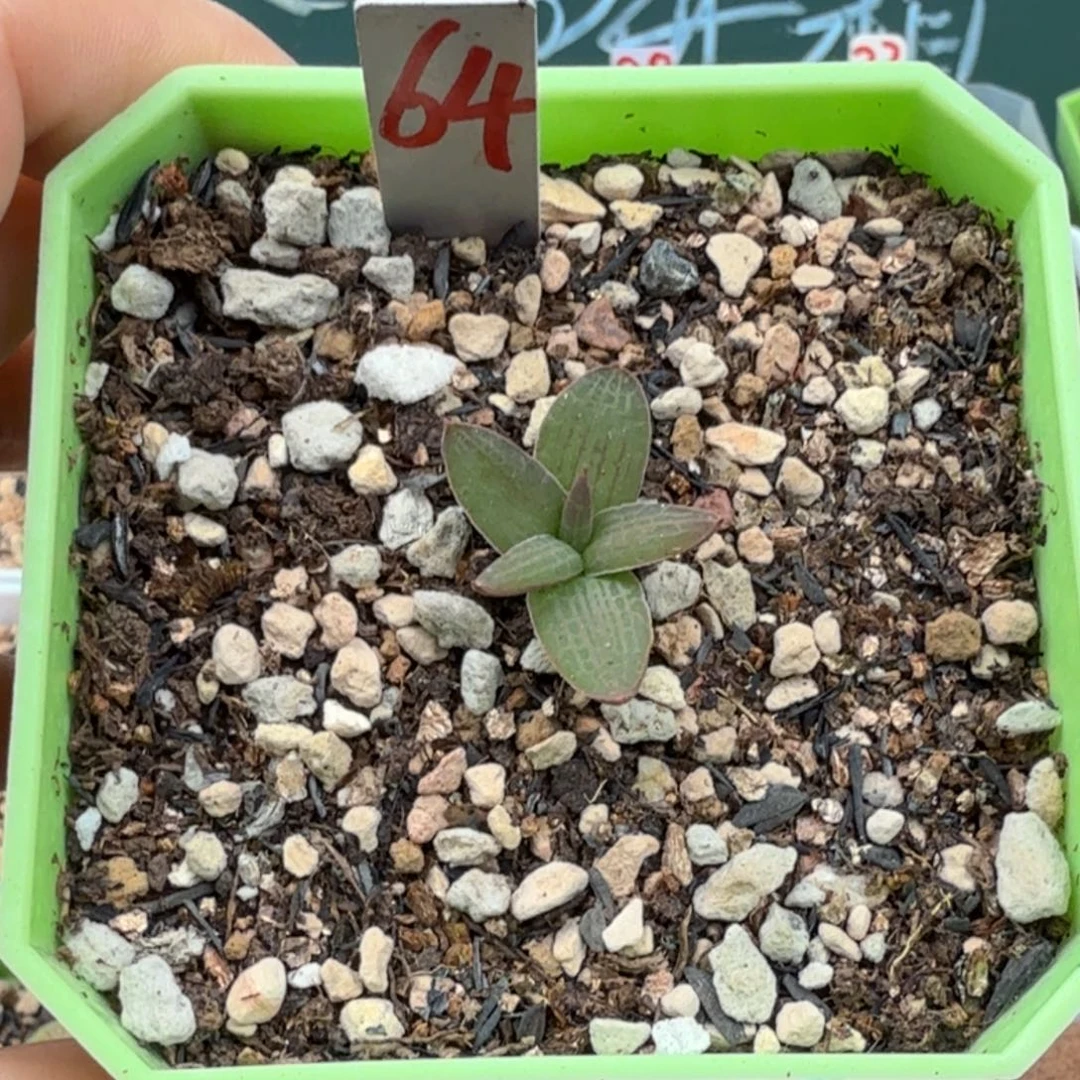 大型块根寿开花株脱土发货64