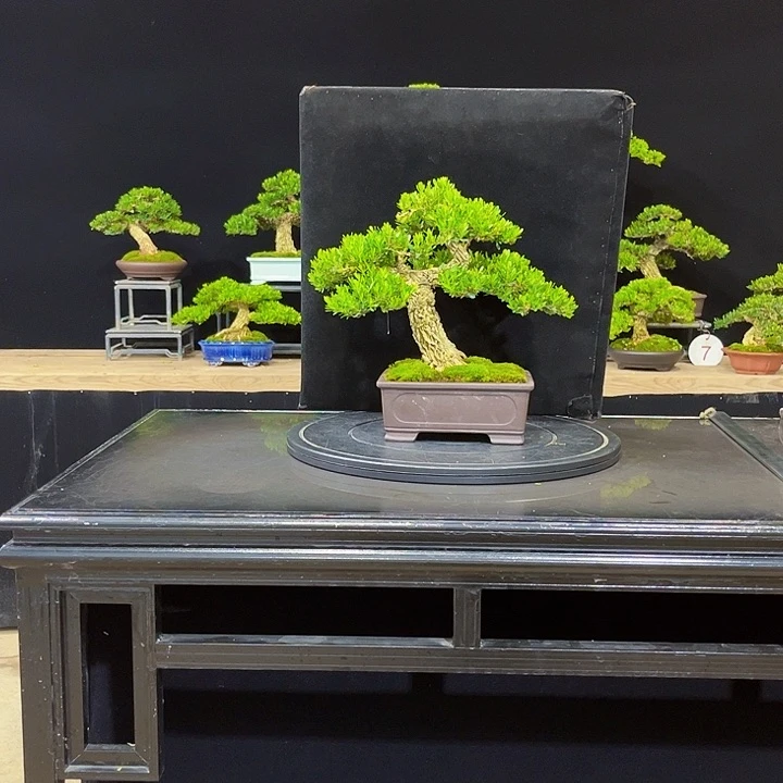 无花朵黄杨盆景四季常绿不落叶