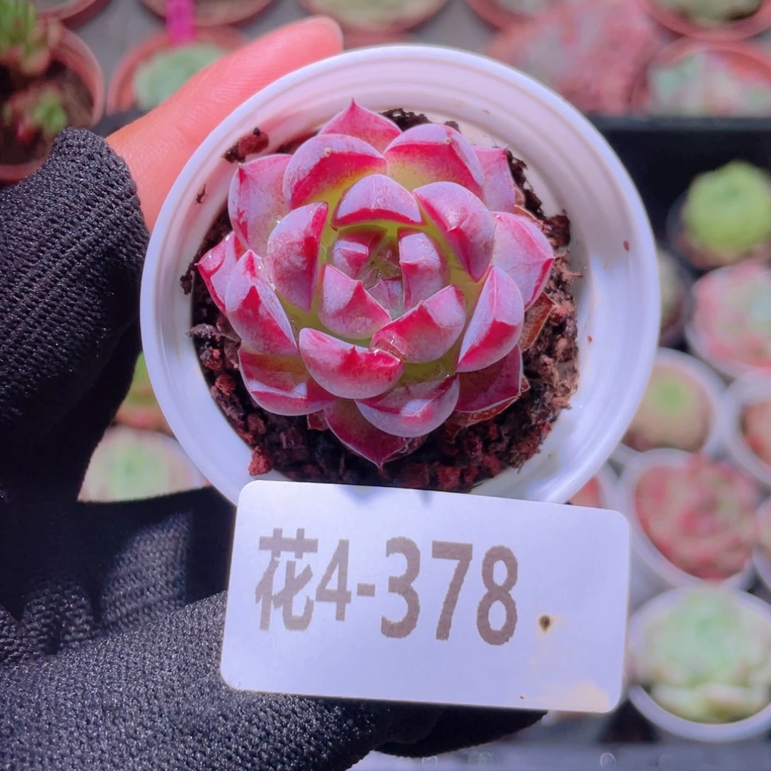 花利美4-378女王玫瑰