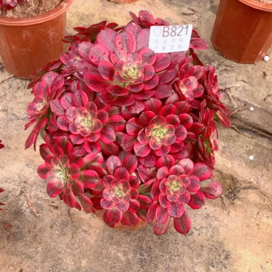 多*点多肉植物水果糖821