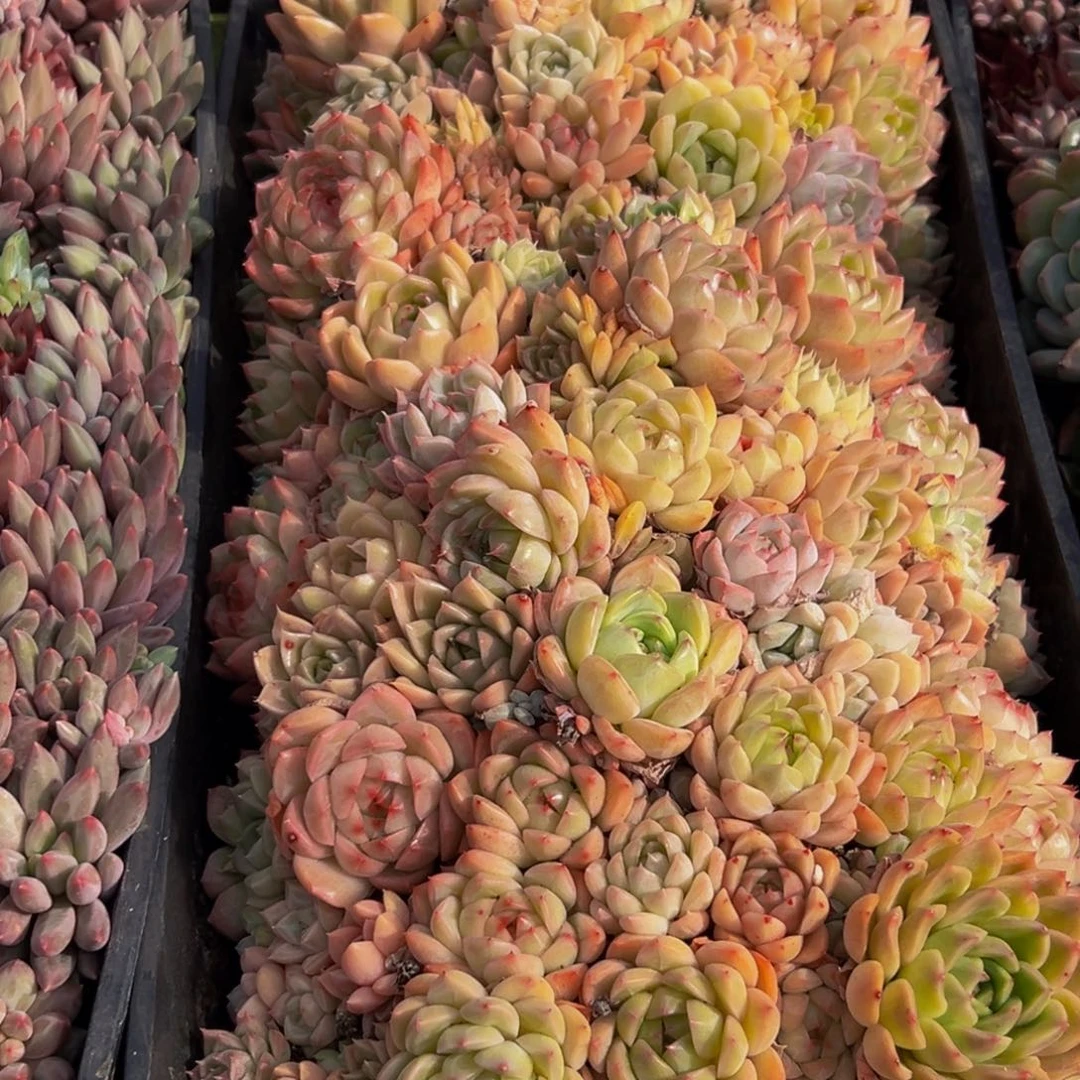 远***你606；额头上的痣也是我的了