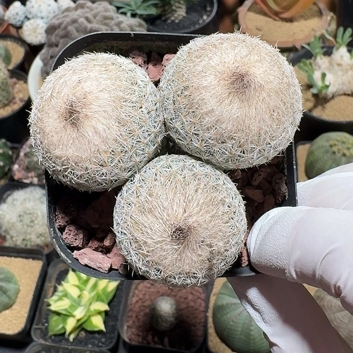 实生月世界群仙人球