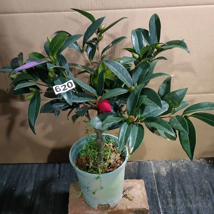 620柜丽迎夏，原盆原土发货