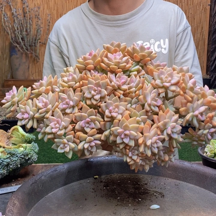 k***n419号淡雪多肉植物